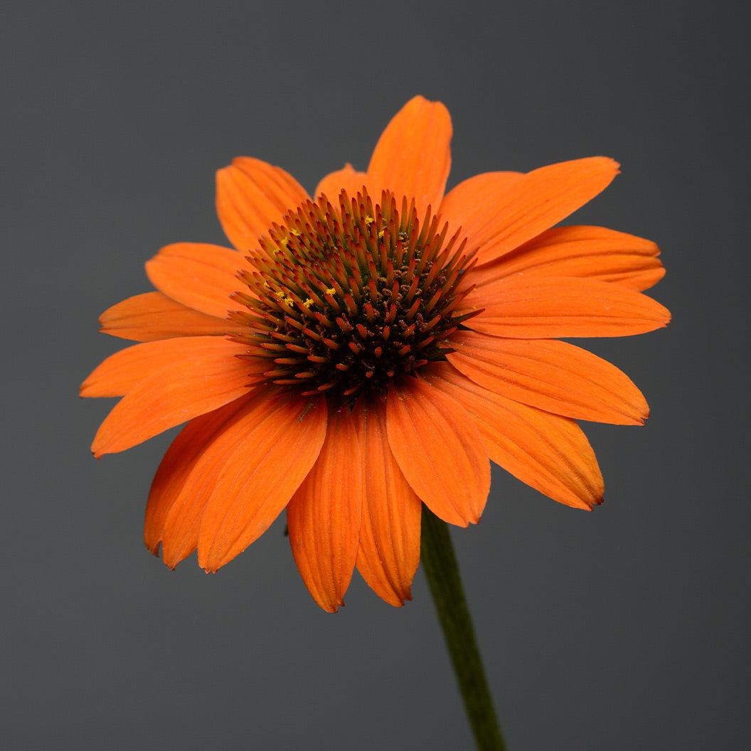 Better Versions® Sombrero® Adobe Orange Echinacea Plant - Image 2