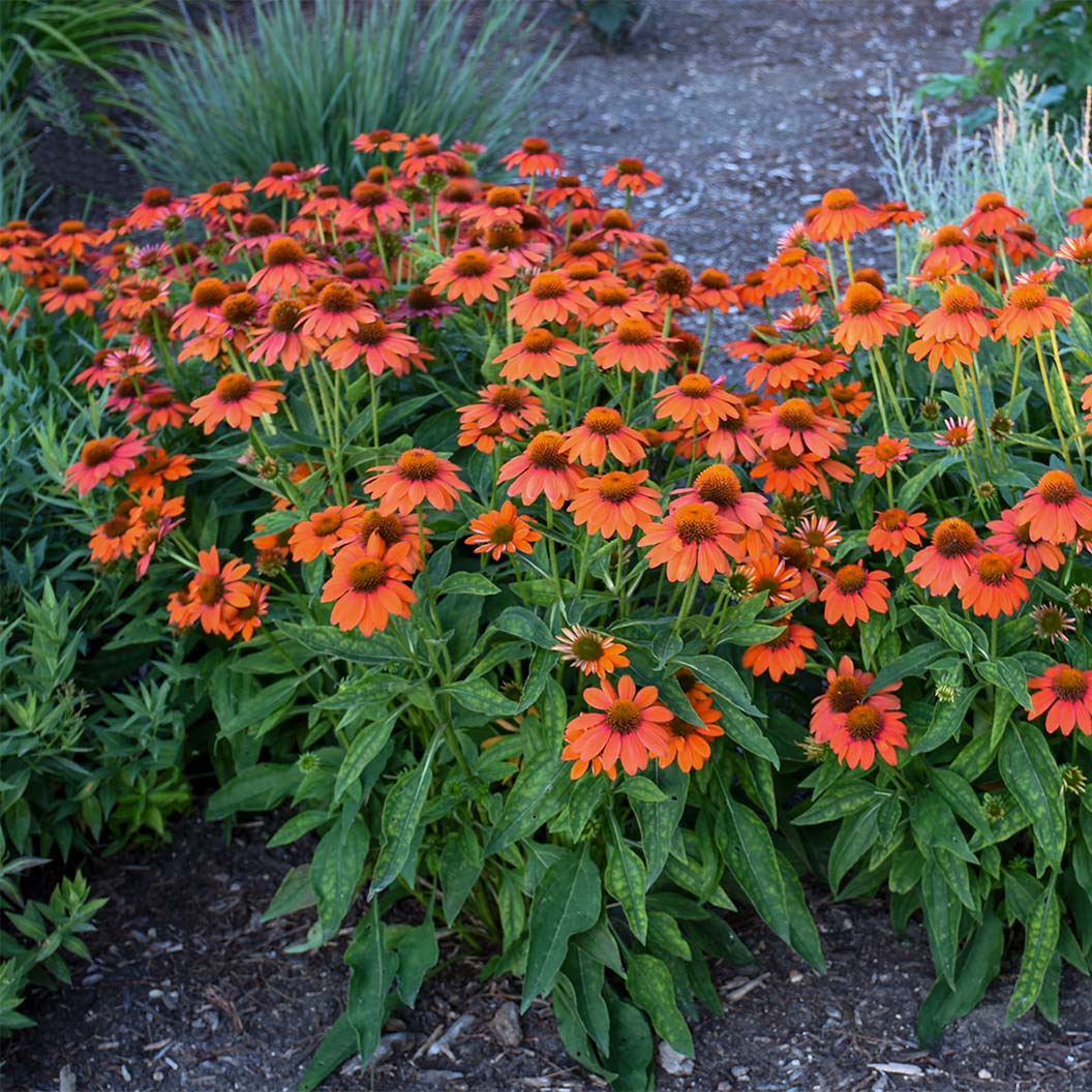Better Versions® Sombrero® Adobe Orange Echinacea Plant - Image 4