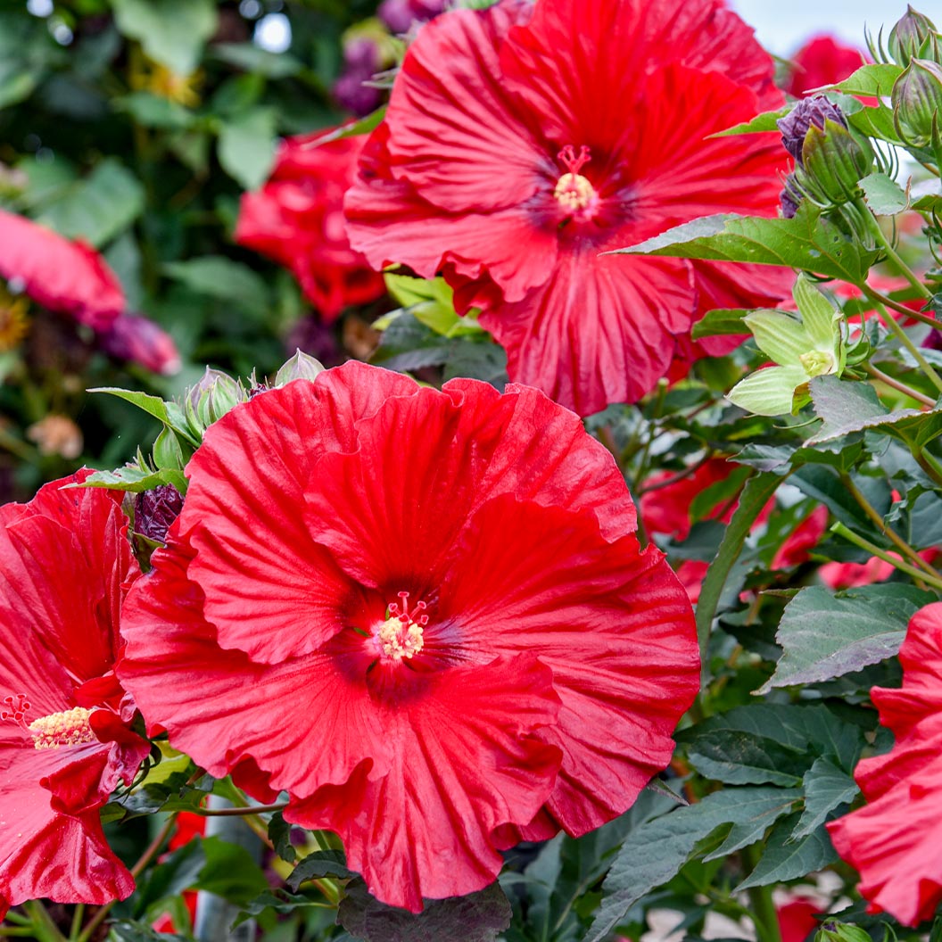 Proven Winners® Garnet Globes Hibiscus - Image 2