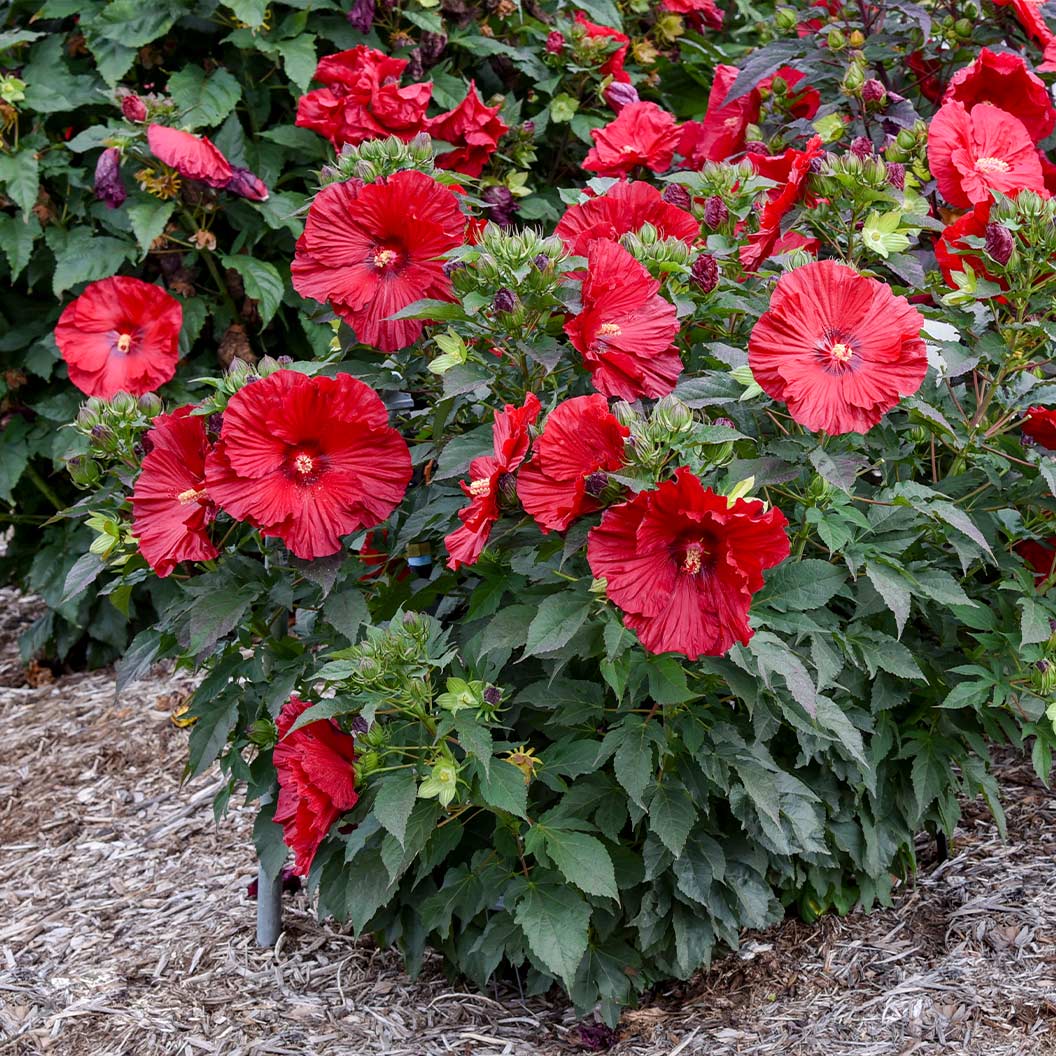 Proven Winners® Garnet Globes Hibiscus - Image 3