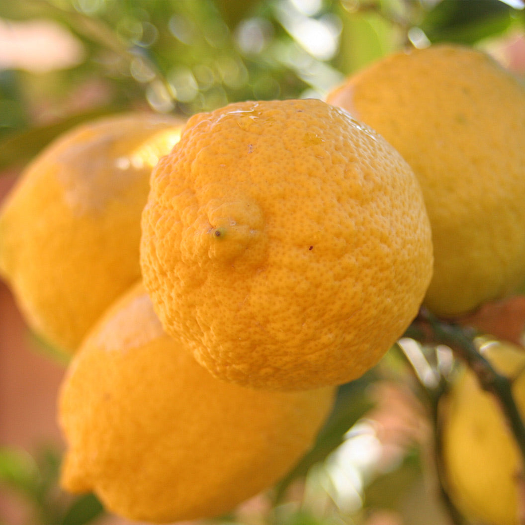 Genoa (Italian) Lemon Tree - Image 2