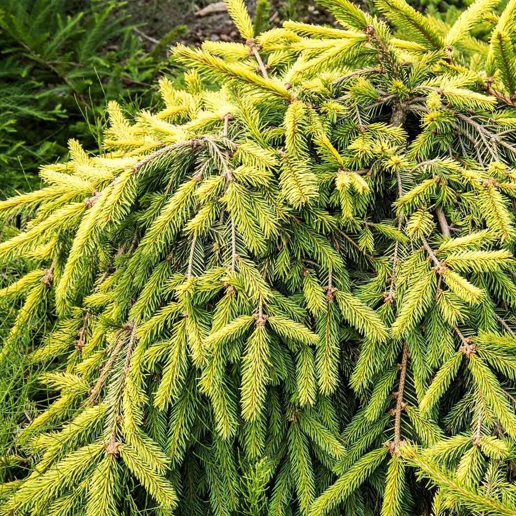 Gold Drift Norway Spruce Tree - Image 2