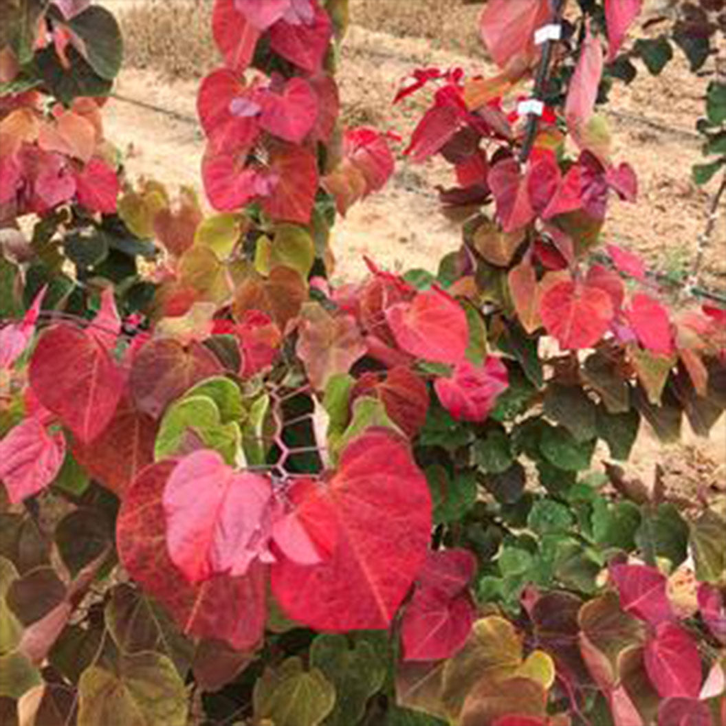 Hearts A'Fire™ Redbud Tree - Image 3