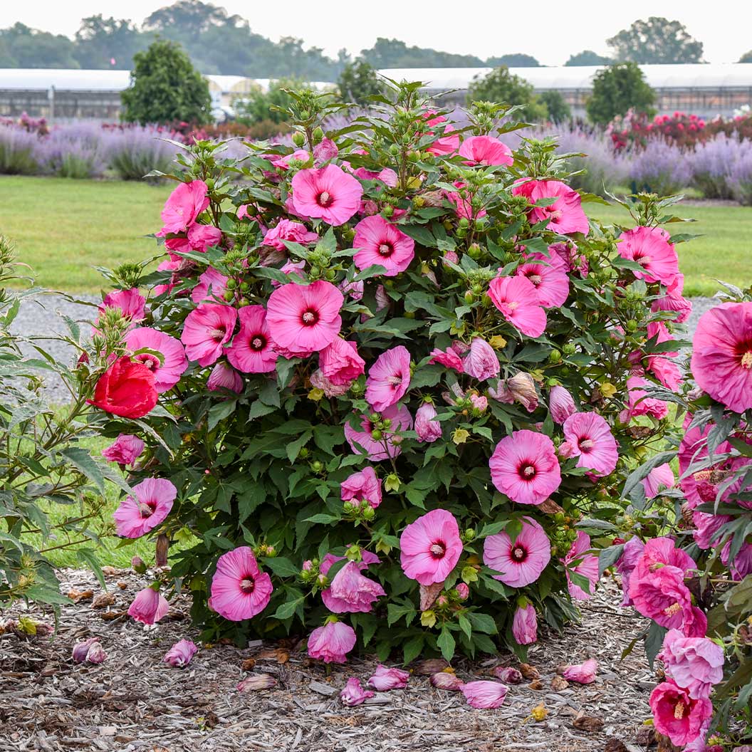 Summerific® ‘Candy Crush’ Hibiscus - Image 2