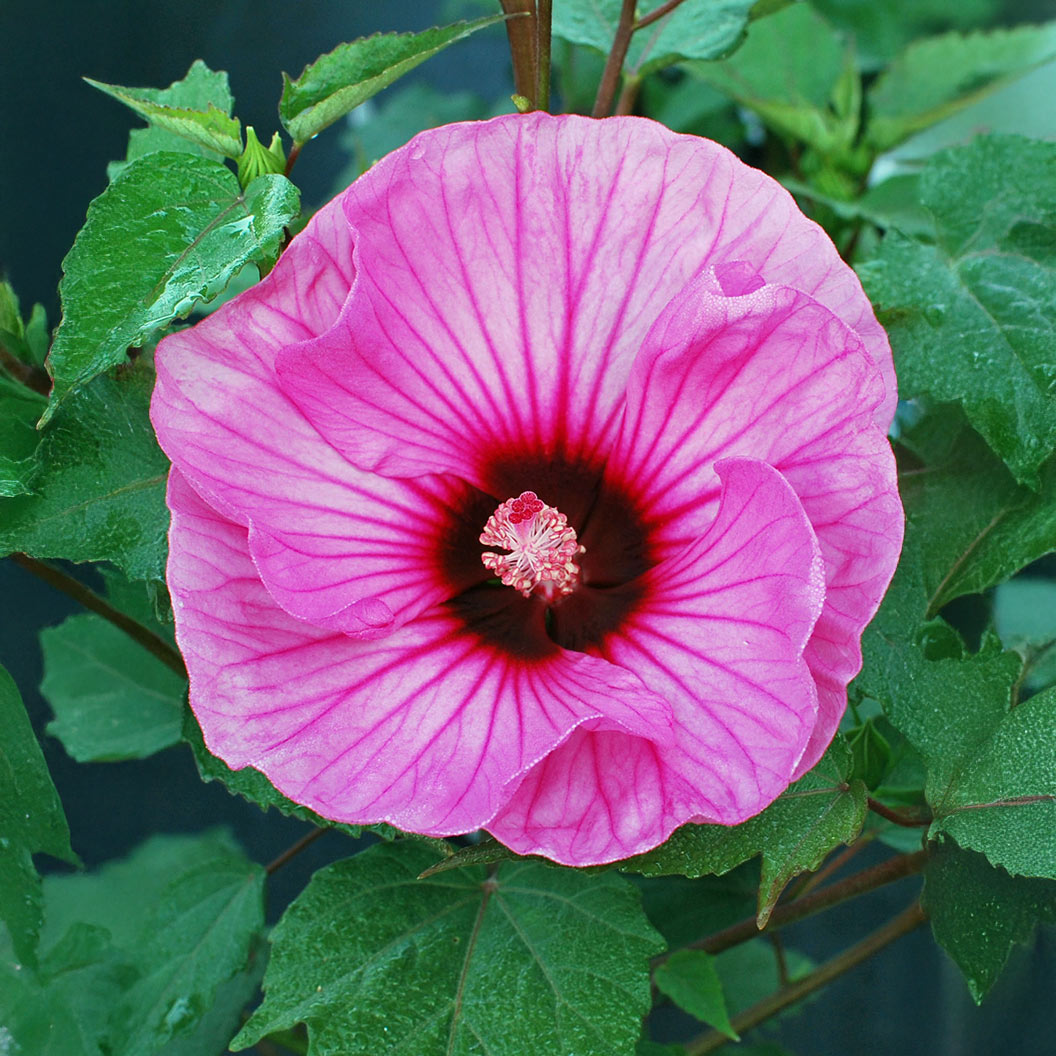 Summerific® ‘Candy Crush’ Hibiscus - Image 3