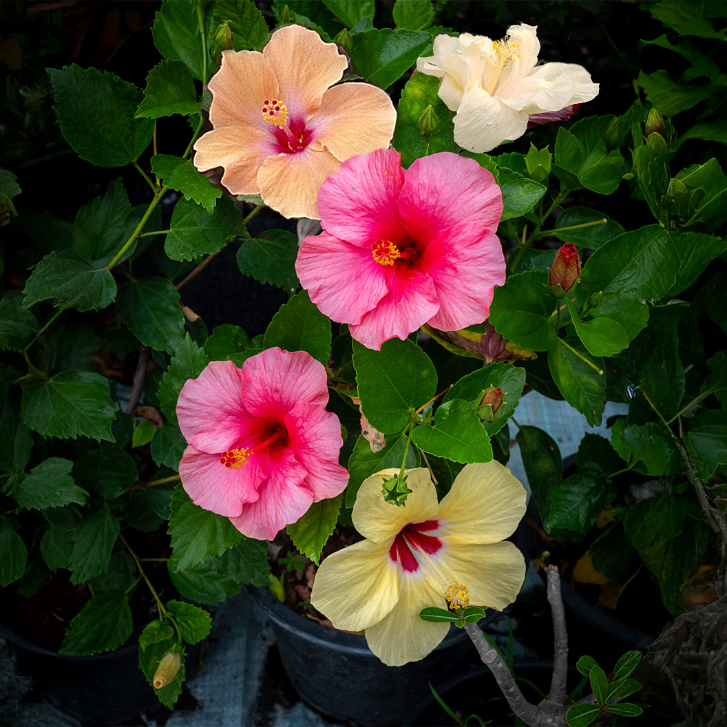 Multi Color Hibiscus Bush - Image 2