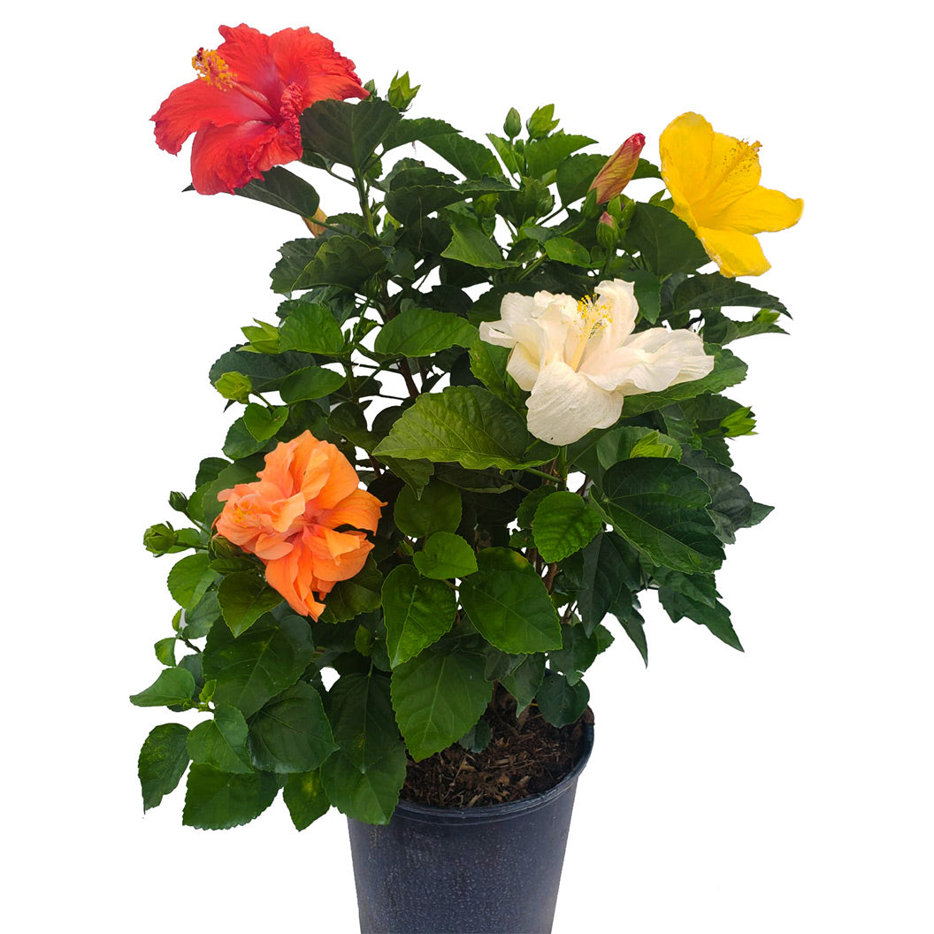 Multi Color Hibiscus Bush - Image 3