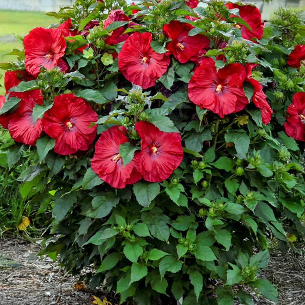 Summerific® ‘Valentine’s Crush’ Hibiscus - Image 3