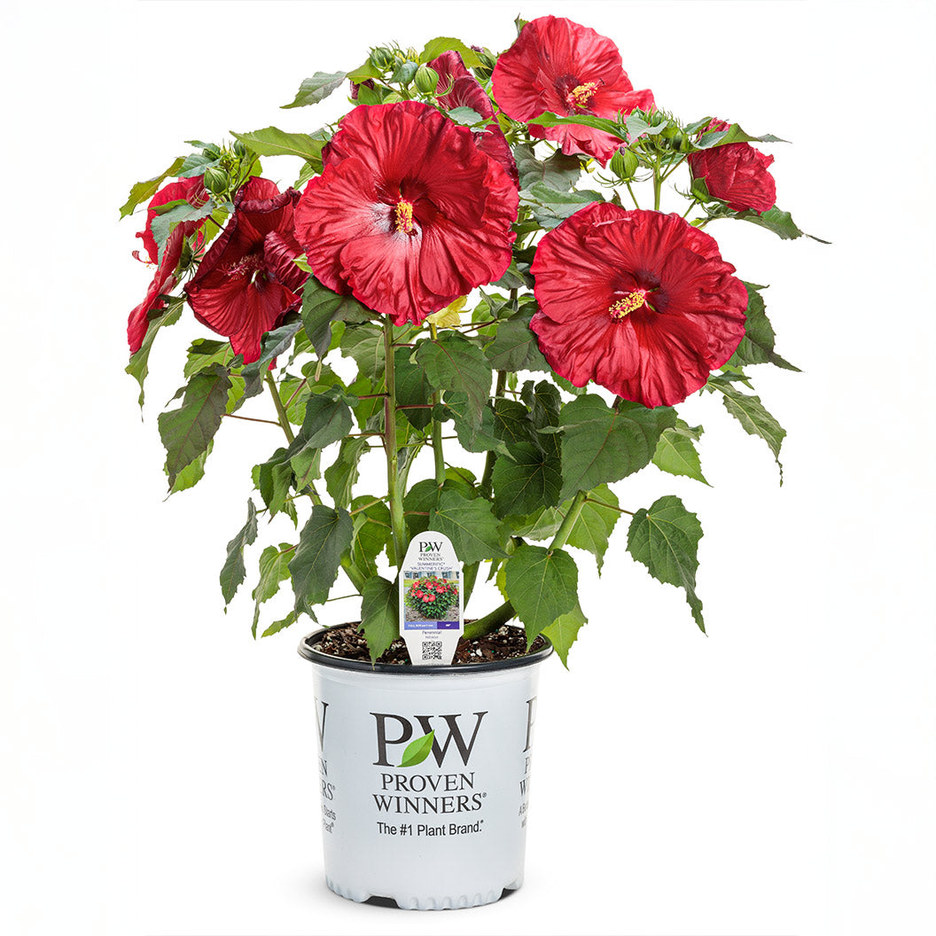 Summerific® ‘Valentine’s Crush’ Hibiscus - Image 4