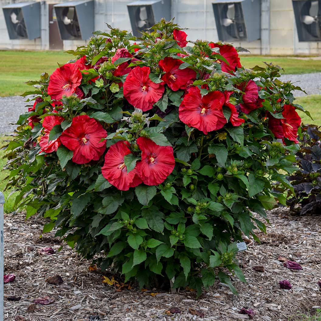 Summerific® ‘Valentine’s Crush’ Hibiscus - Image 2