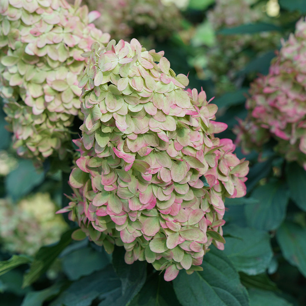 Limelight Prime® Hydrangea Shrub - Image 4