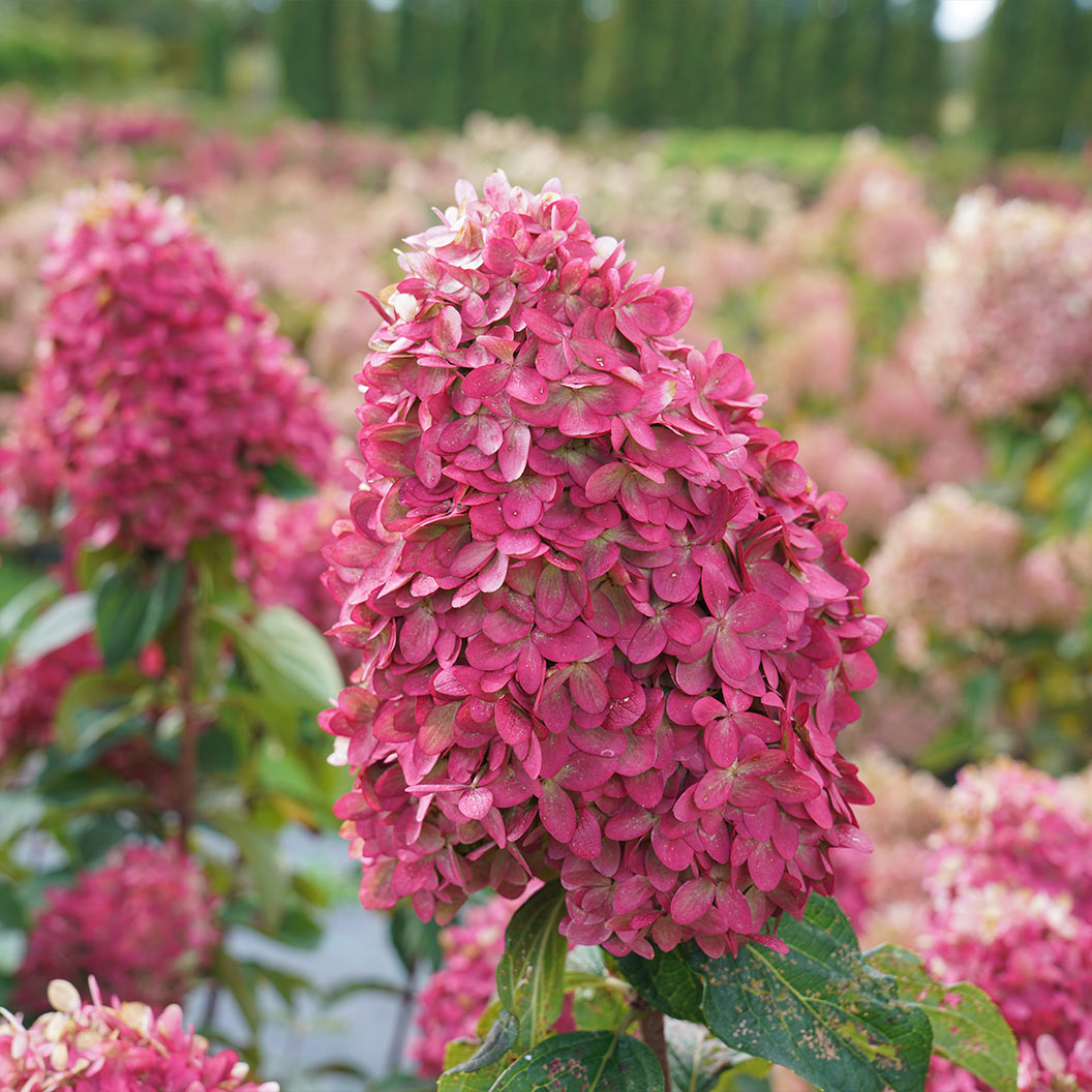 Limelight Prime® Hydrangea Shrub - Image 3