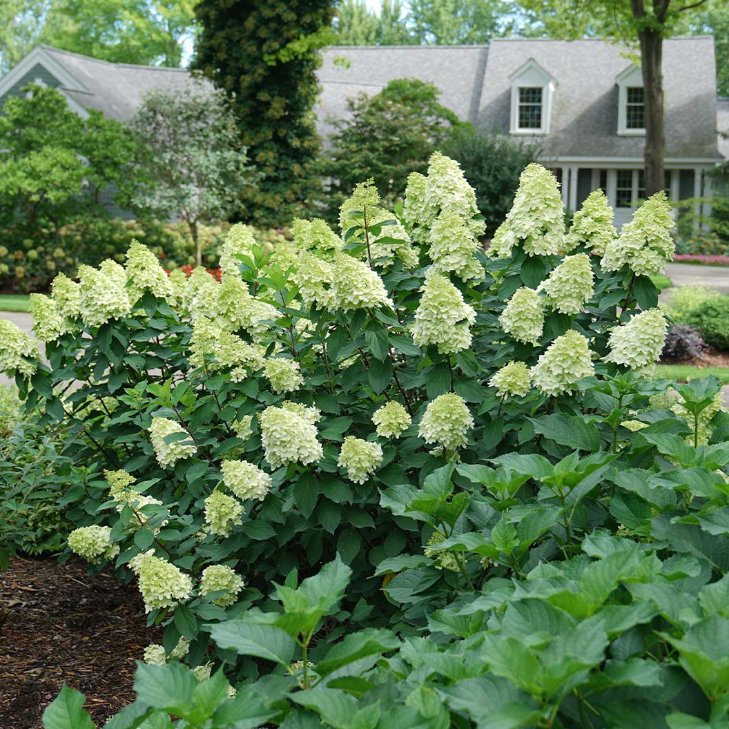 Limelight Prime® Hydrangea Shrub - Image 2