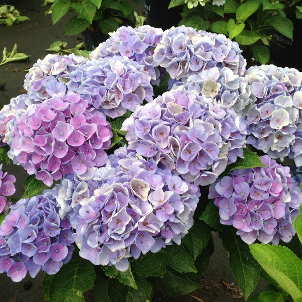Hydrangea Magical® 'Amethyst' Shrub - Image 2