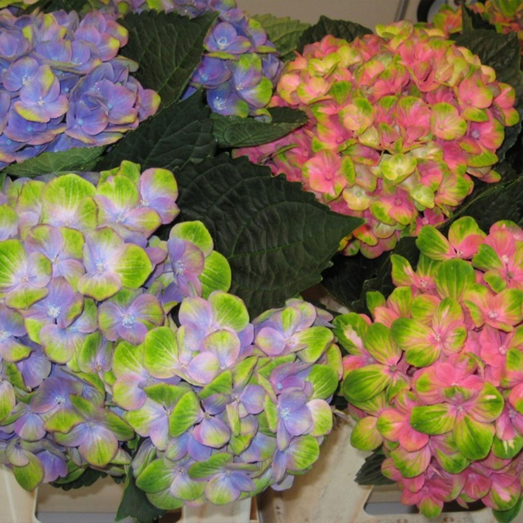 Hydrangea Magical® 'Amethyst' Shrub - Image 3