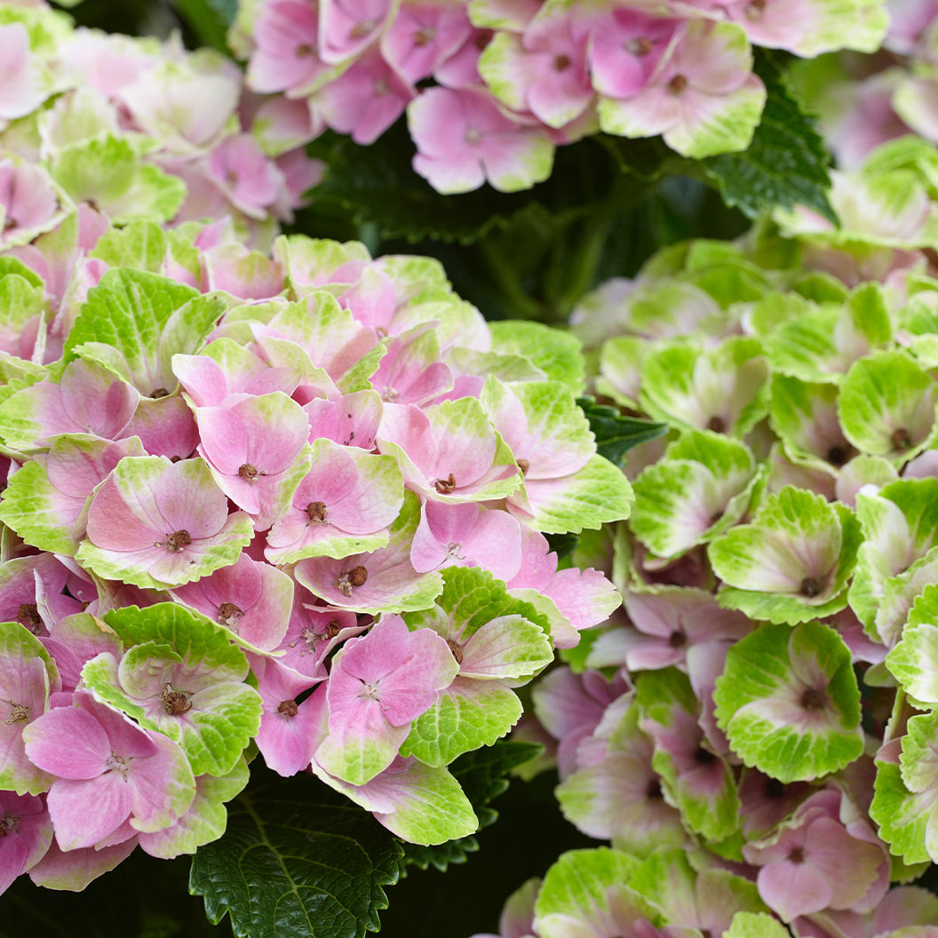 Hydrangea Magical® 'Amethyst' Shrub - Image 4