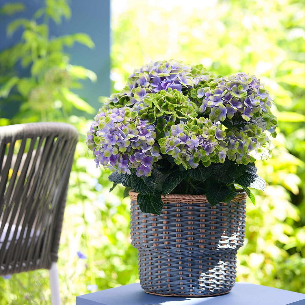 Hydrangea Magical® 'Amethyst' Shrub - Image 5