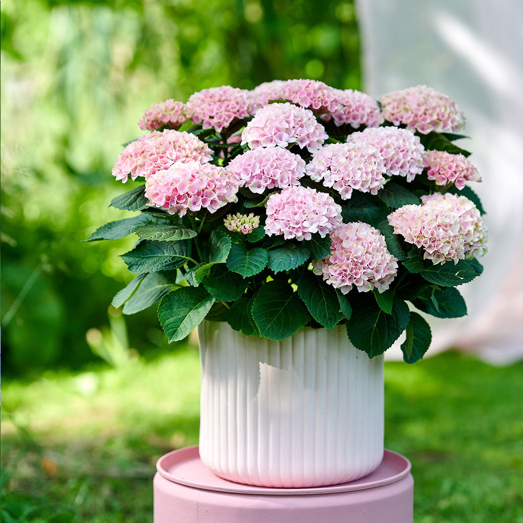 Hydrangea Magical® 'Revolution' Shrub - Image 3