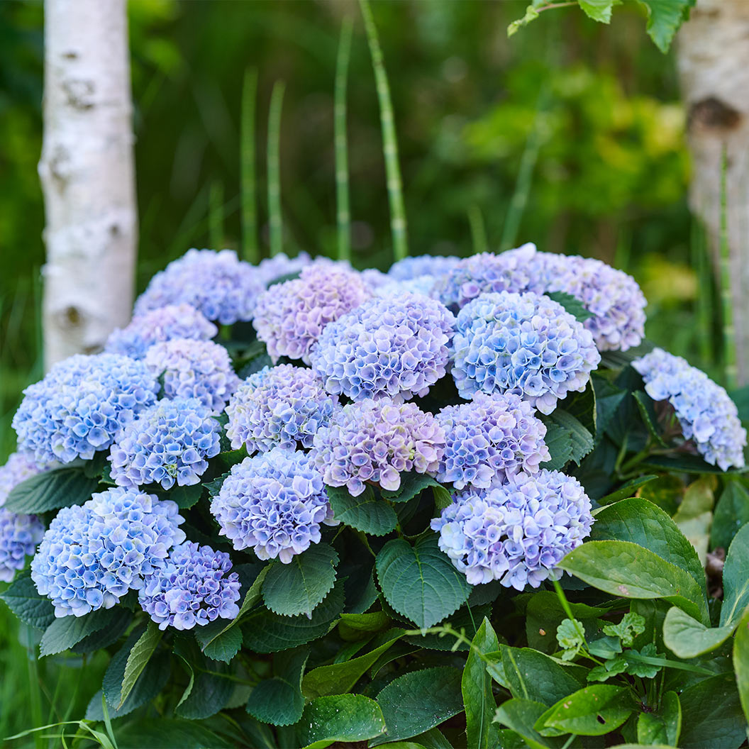 Hydrangea Magical® 'Revolution' Shrub - Image 4