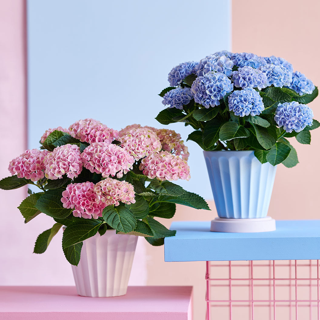Hydrangea Magical® 'Revolution' Shrub - Image 2