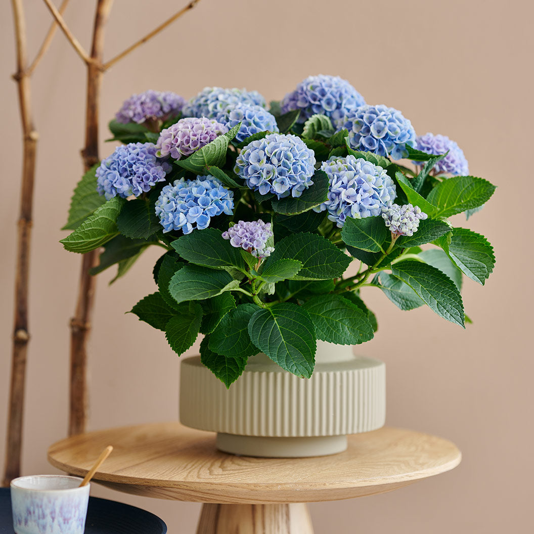 Hydrangea Magical® 'Revolution' Shrub - Image 5