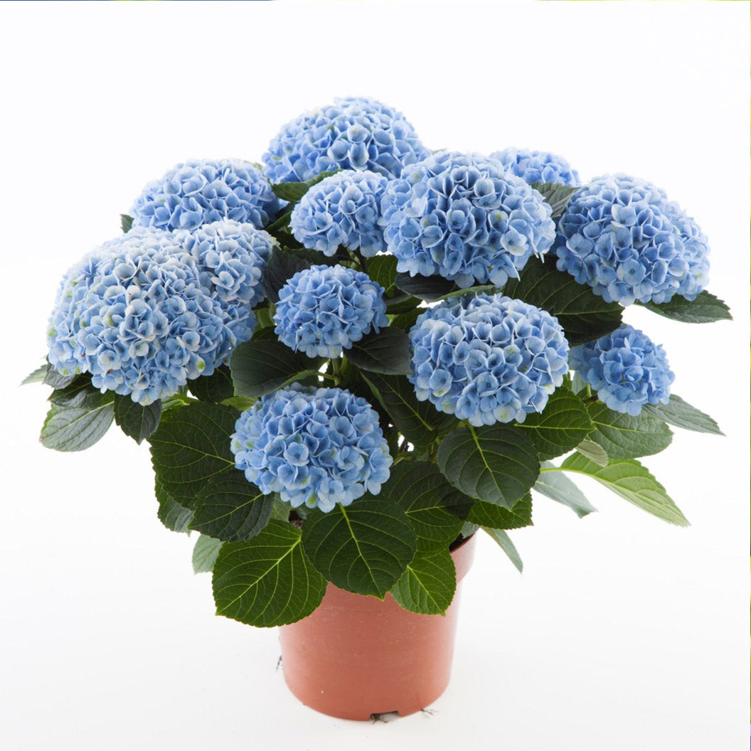 Hydrangea Magical® 'Revolution' Shrub - Image 6