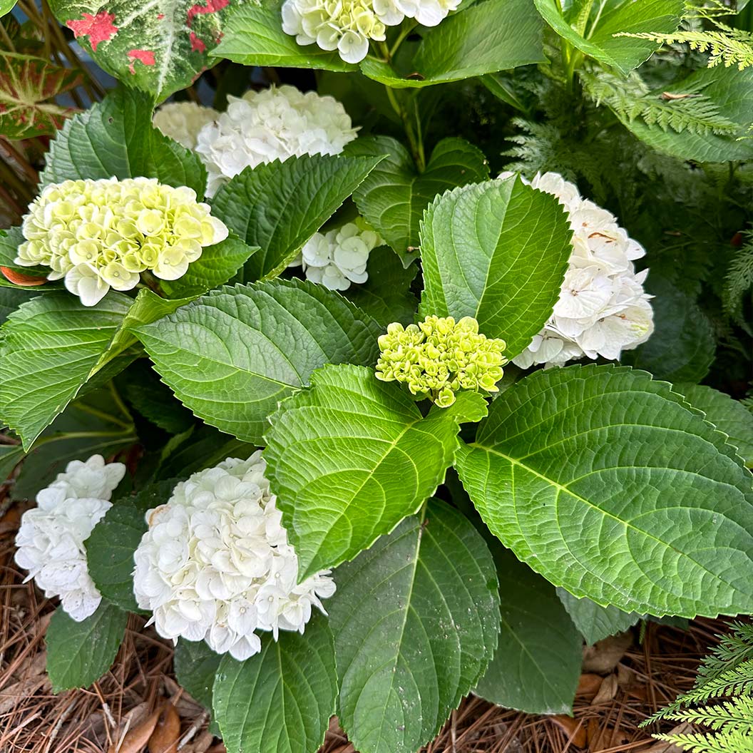 Hydrangea Magical® 'Verdigris' Shrub - Image 2