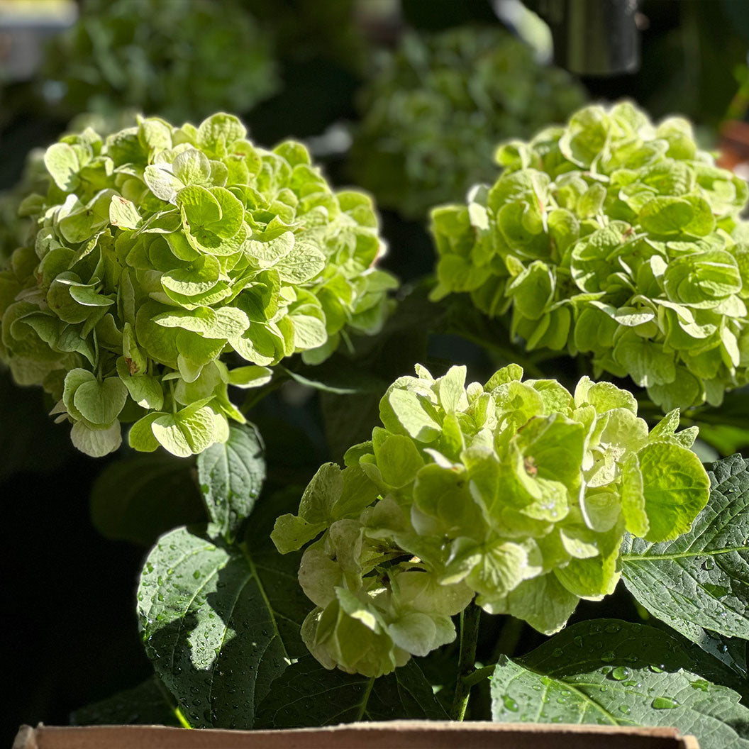 Hydrangea Magical® 'Verdigris' Shrub - Image 3