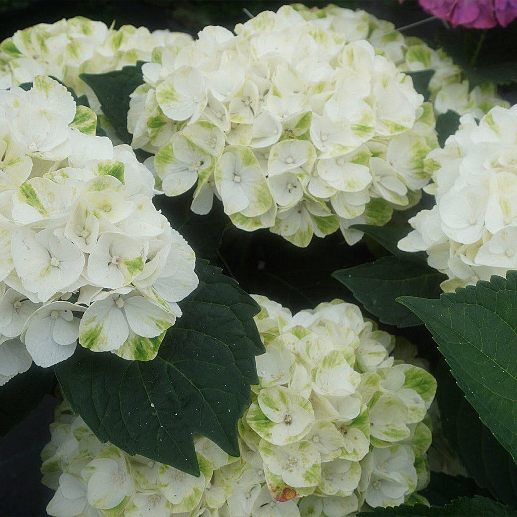 Hydrangea Magical® 'Verdigris' Shrub - Image 4