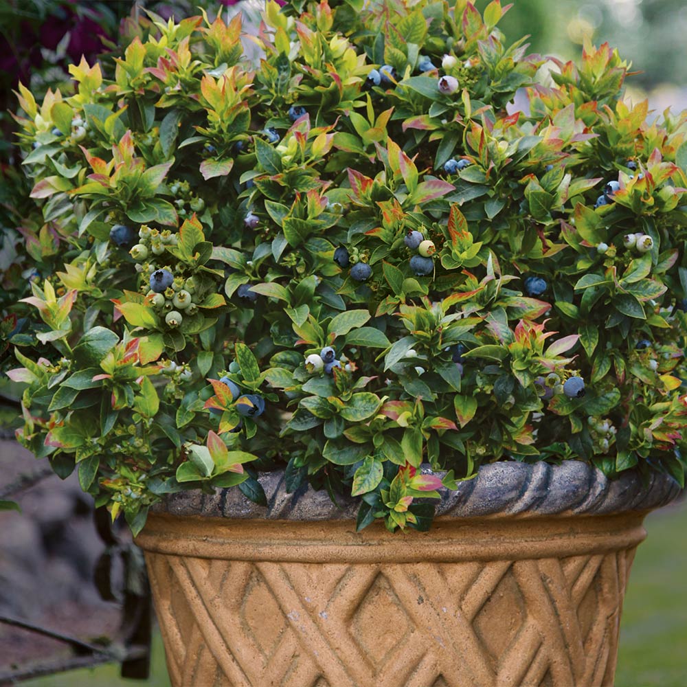 Bushel and Berry® Jelly Bean® Blueberry Bush - Image 3