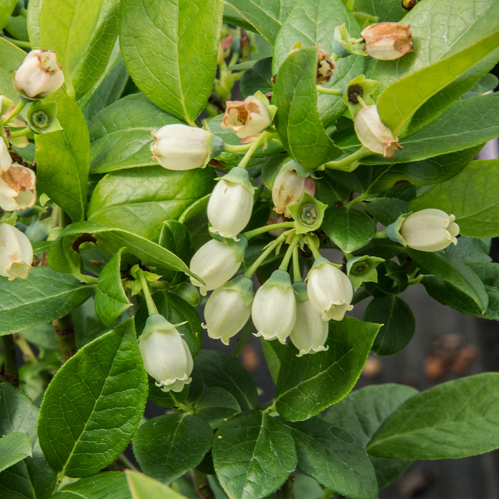 Bushel and Berry® Jelly Bean® Blueberry Bush - Image 4