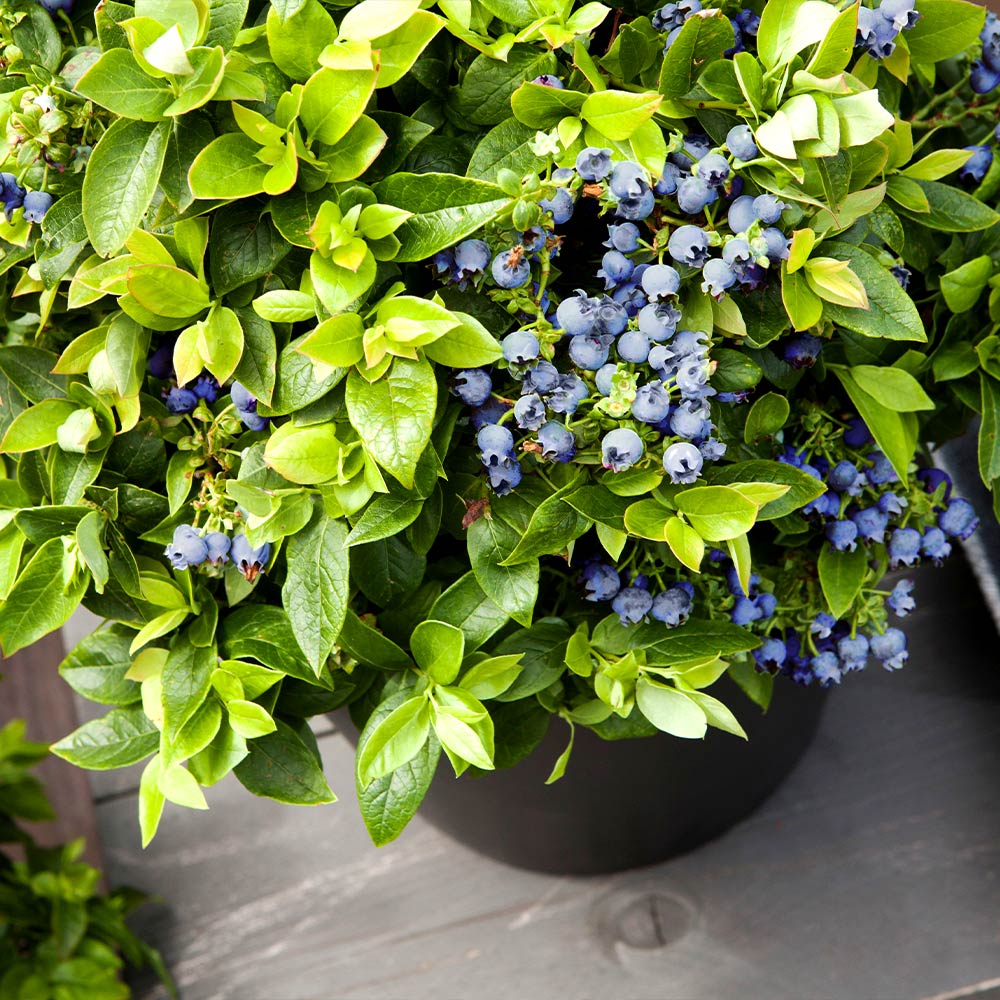 Bushel and Berry® Jelly Bean® Blueberry Bush - Image 2