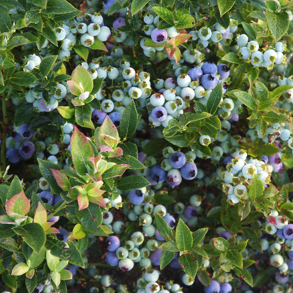 Bushel and Berry® Jelly Bean® Blueberry Bush - Image 5