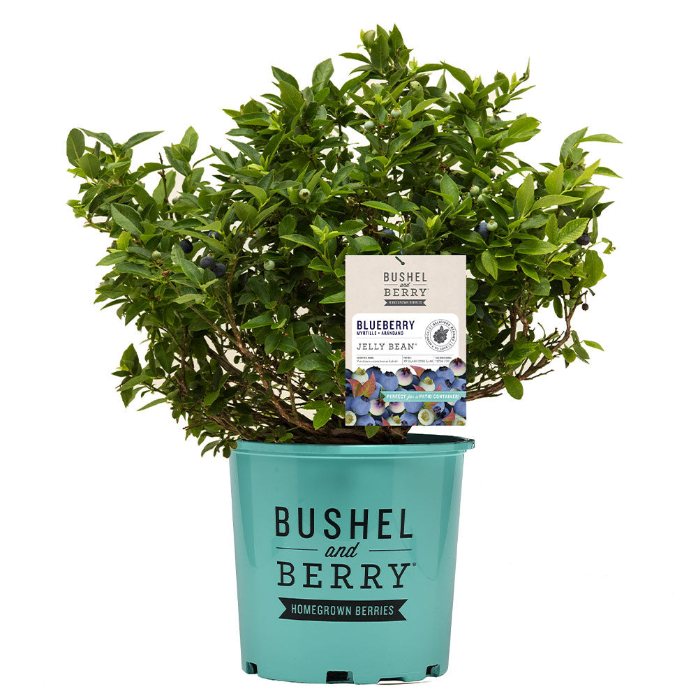 Bushel and Berry® Jelly Bean® Blueberry Bush - Image 7