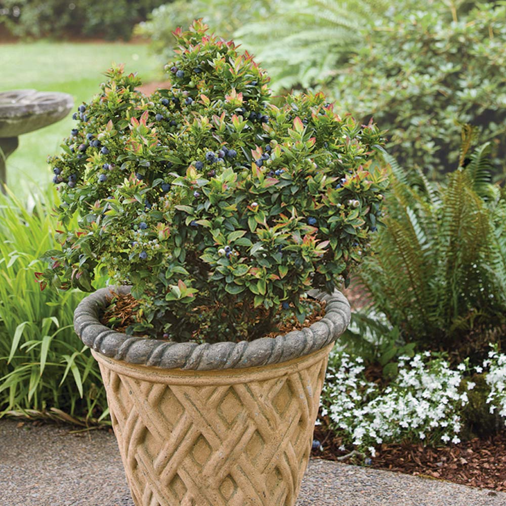 Bushel and Berry® Jelly Bean® Blueberry Bush - Image 6