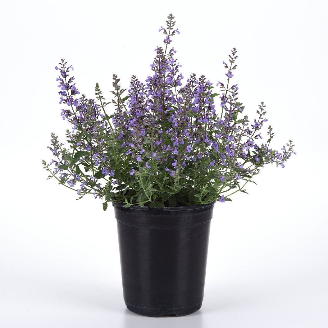 Better Versions® Junior Walker™ Nepeta Plant - Image 3