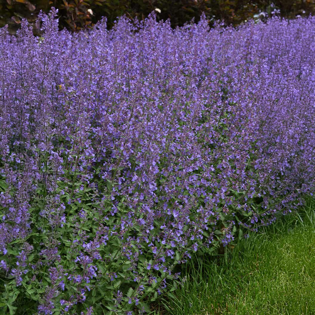 Better Versions® Junior Walker™ Nepeta Plant - Image 2