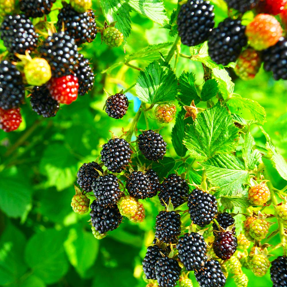 Kiowa Blackberry Bush - Image 2