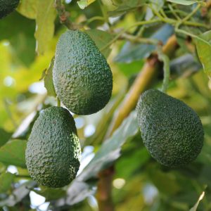 Lamb Hass Avocado Tree