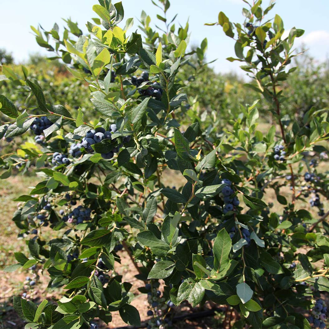 Legacy Blueberry Bush - Image 6