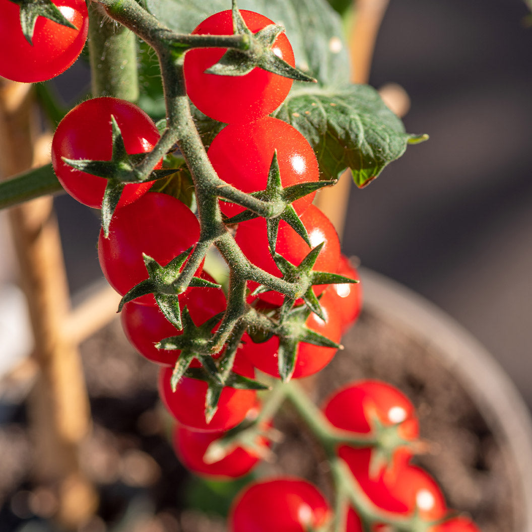 Patio Snack Organic Veggie 4 Pack Plant - Image 4