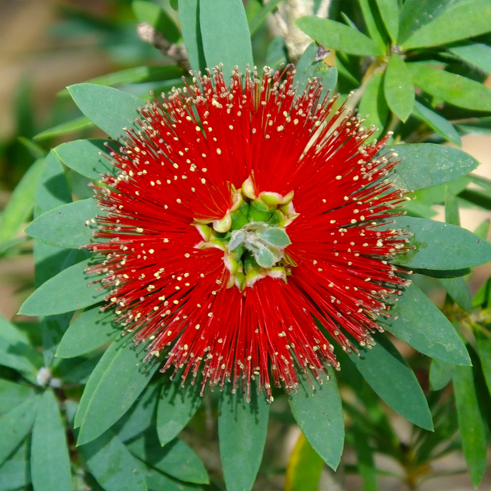 Little John Dwarf Bottlebrush Shrub - Image 2