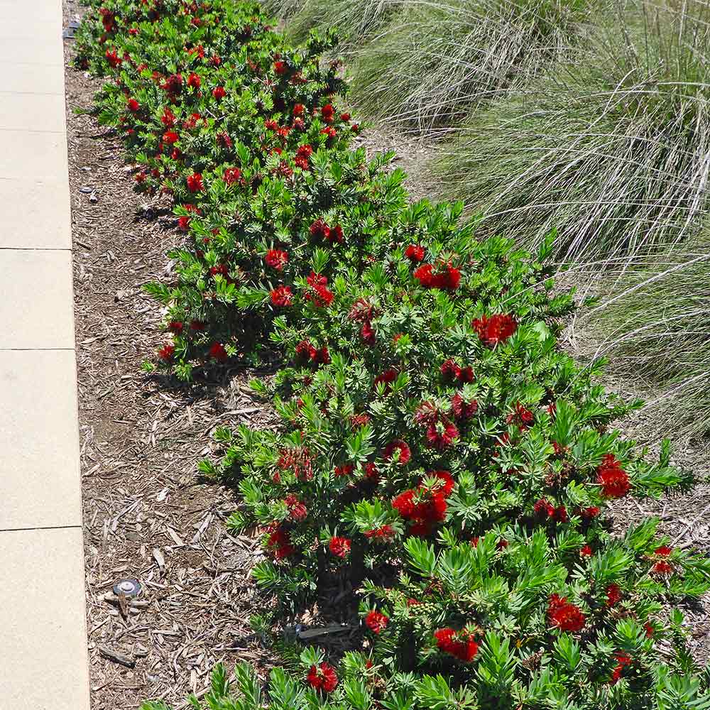 Little John Dwarf Bottlebrush Shrub - Image 3