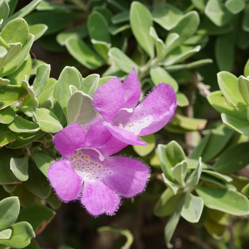 Lynn's Legacy Texas Sage Shrub - Image 2