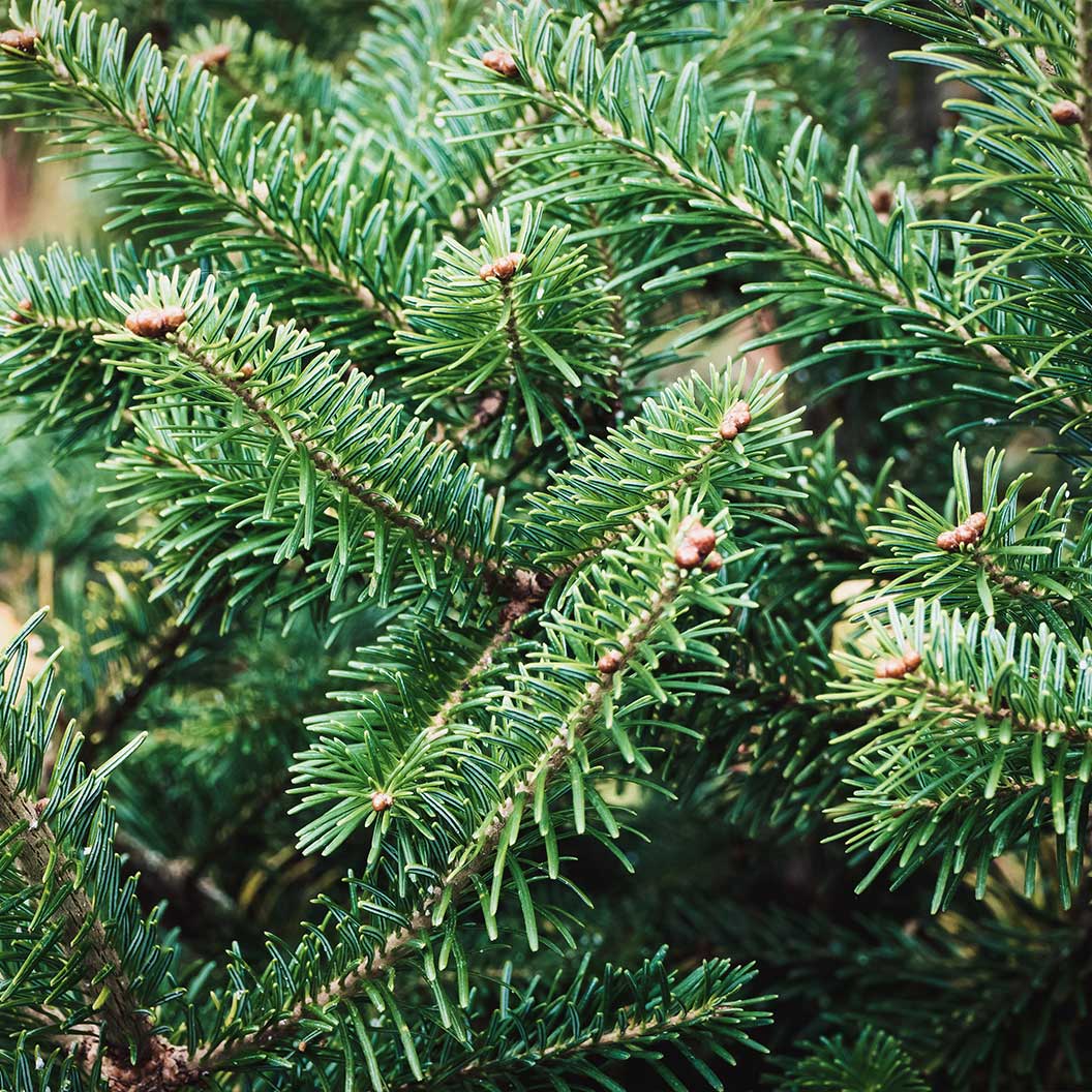 Nordmann Fir Tree - Image 2