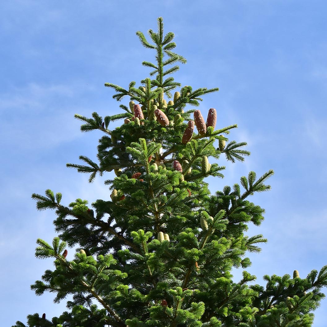 Nordmann Fir Tree - Image 3