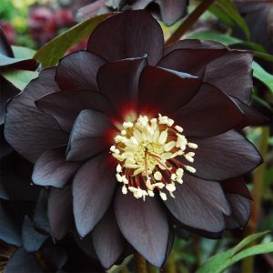 Winter Jewels® Onyx Odyssey Lenten Rose Plant