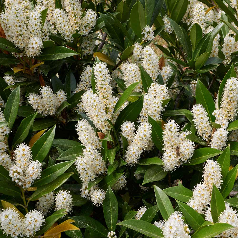 Otto Luyken Cherry Laurel - Image 3