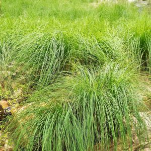 Pennsylvania Sedge