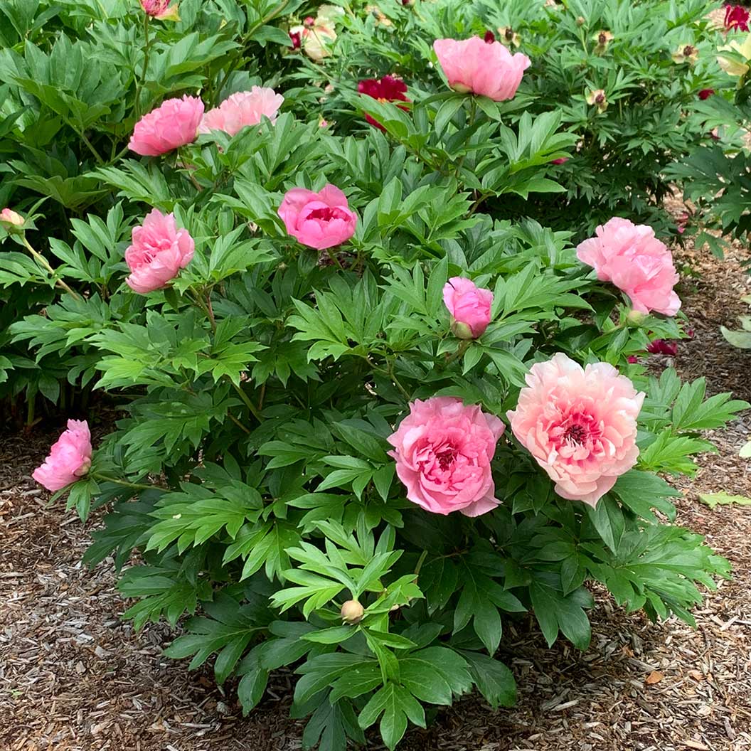 Garden Candy® Lacey Ryan™ Itoh Peony Shrub - Image 2